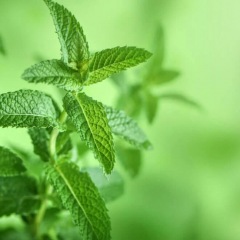 114位のイメージ