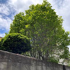 84位のイメージ