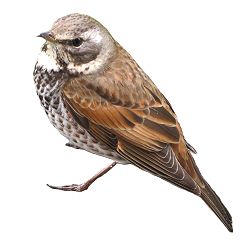 85位のイメージ