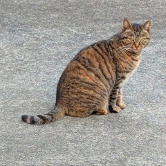 61位のイメージ