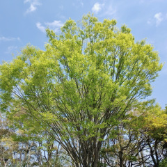 66位のイメージ