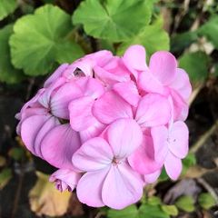 50位のイメージ