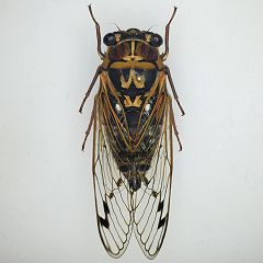 20位のイメージ