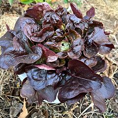 70位のイメージ