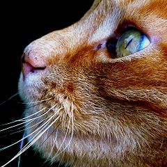 34位のイメージ