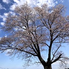 49位のイメージ