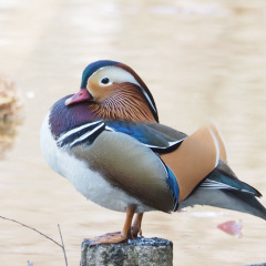 41位のイメージ