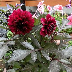 25位のイメージ