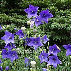 35位のイメージ