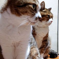 495位のイメージ