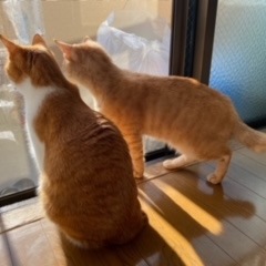 96位のイメージ