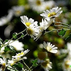 99位のイメージ