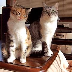 286位のイメージ