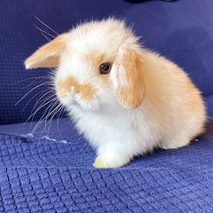 1159位のイメージ