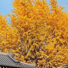 145位のイメージ