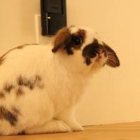 31位のイメージ