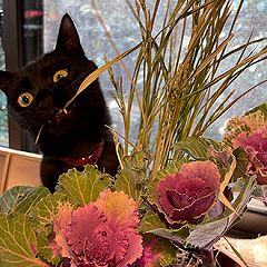 2952位のイメージ