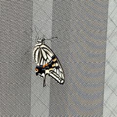 1943位のイメージ