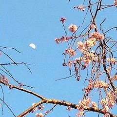 77位のイメージ