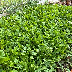 30位のイメージ