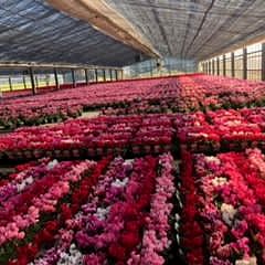 177位のイメージ