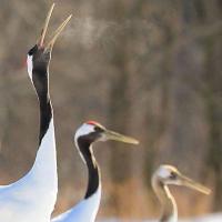 117位のイメージ