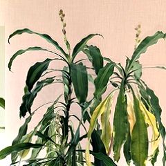 71位のイメージ