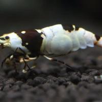 38185位のイメージ