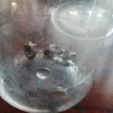 37位のイメージ