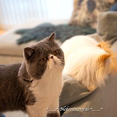 12位のイメージ