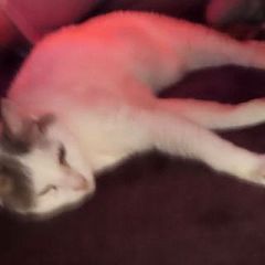 54位のイメージ