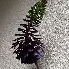 61位のイメージ