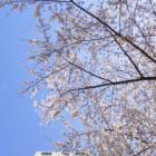 28位のイメージ