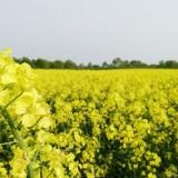 30位のイメージ