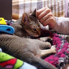 62位のイメージ