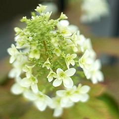 975位のイメージ