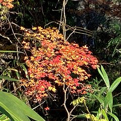 39位のイメージ