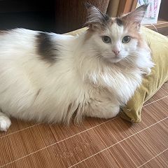 226位のイメージ