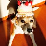 15位のイメージ