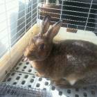 1536位のイメージ