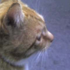 53位のイメージ