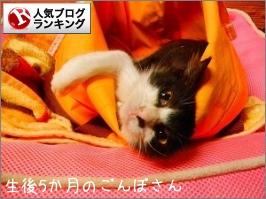 ごんぼさん 食べました 腎不全の猫ちゃんのの高カロリー療法食 Farmer S Keiko オフィシャルブログ Farmer S Keiko 農家の台所 Powered By Ameba