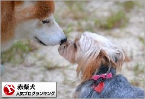 赤柴犬ランキング