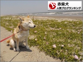 赤柴犬ランキング