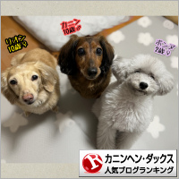 カニンヘン・ダックスフンドランキング