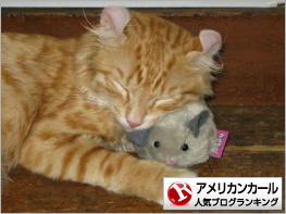 アメリカンカールランキング