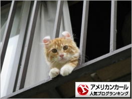 アメリカンカールランキング