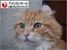 アメリカンカールランキング