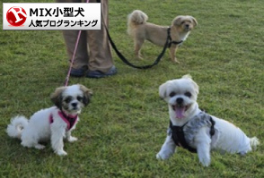MIX小型犬ランキング