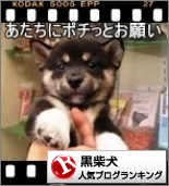 黒柴犬ランキングへ